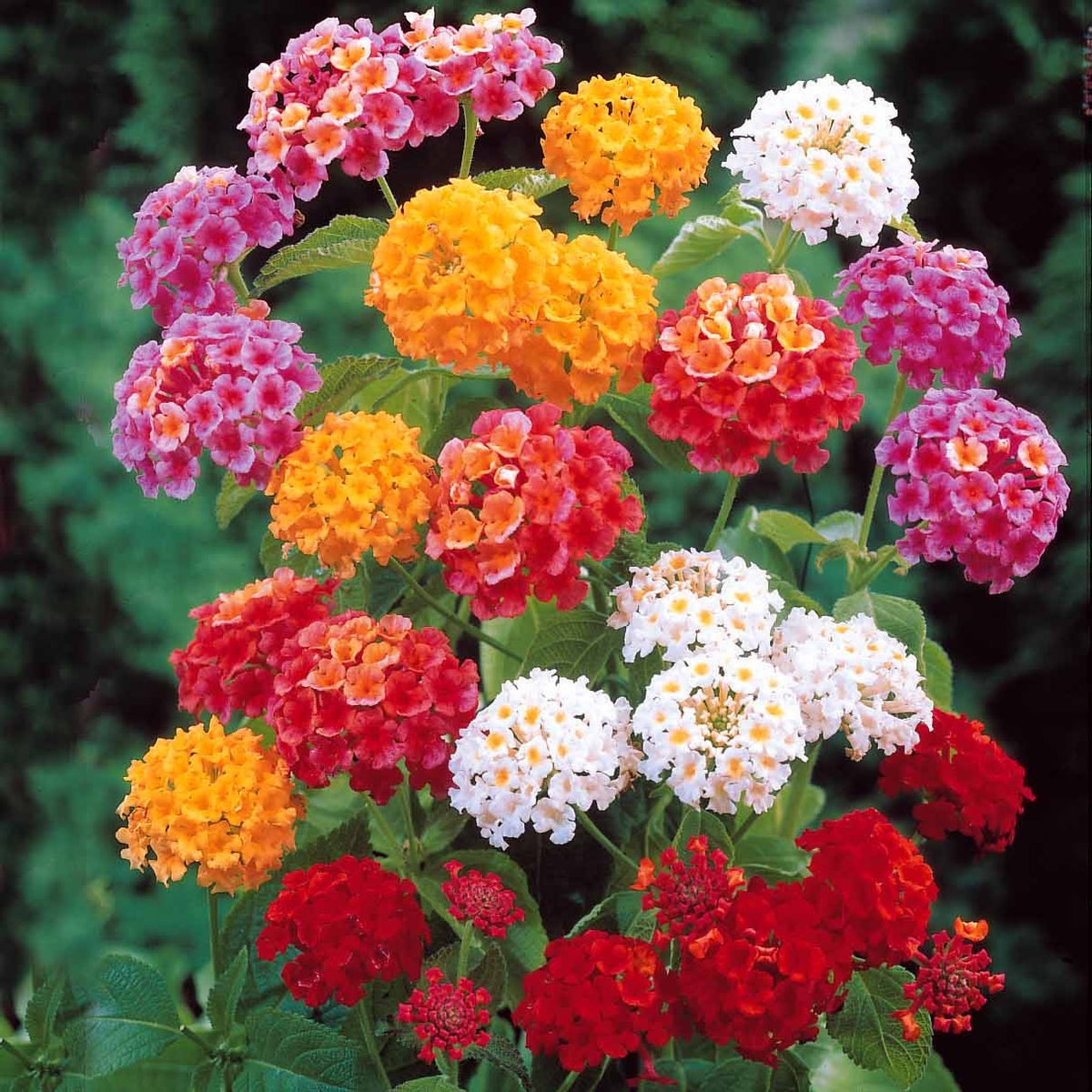 Wisselbloem Mix (x3) - Bakker