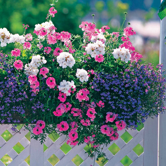 Zomerbloeiers Mix - pastelkleurig (x3) - Verbena, pelargonium zonale, lobelia erinus - Tuinplanten