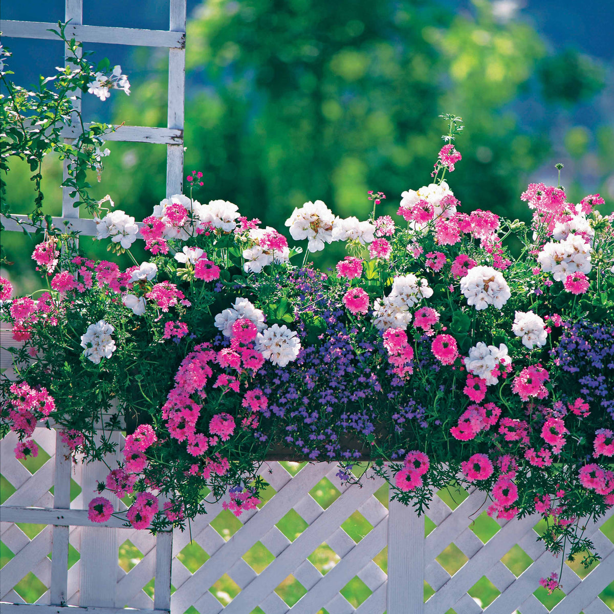 Zomerbloeiers Mix - pastelkleurig (x3) - Verbena, pelargonium zonale, lobelia erinus - Bakker