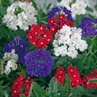 Verbeninoedega Collecolle ectie (x3) - Verbena lascar ® 'red with eye','brillant white', - Terras- en balkonplanten