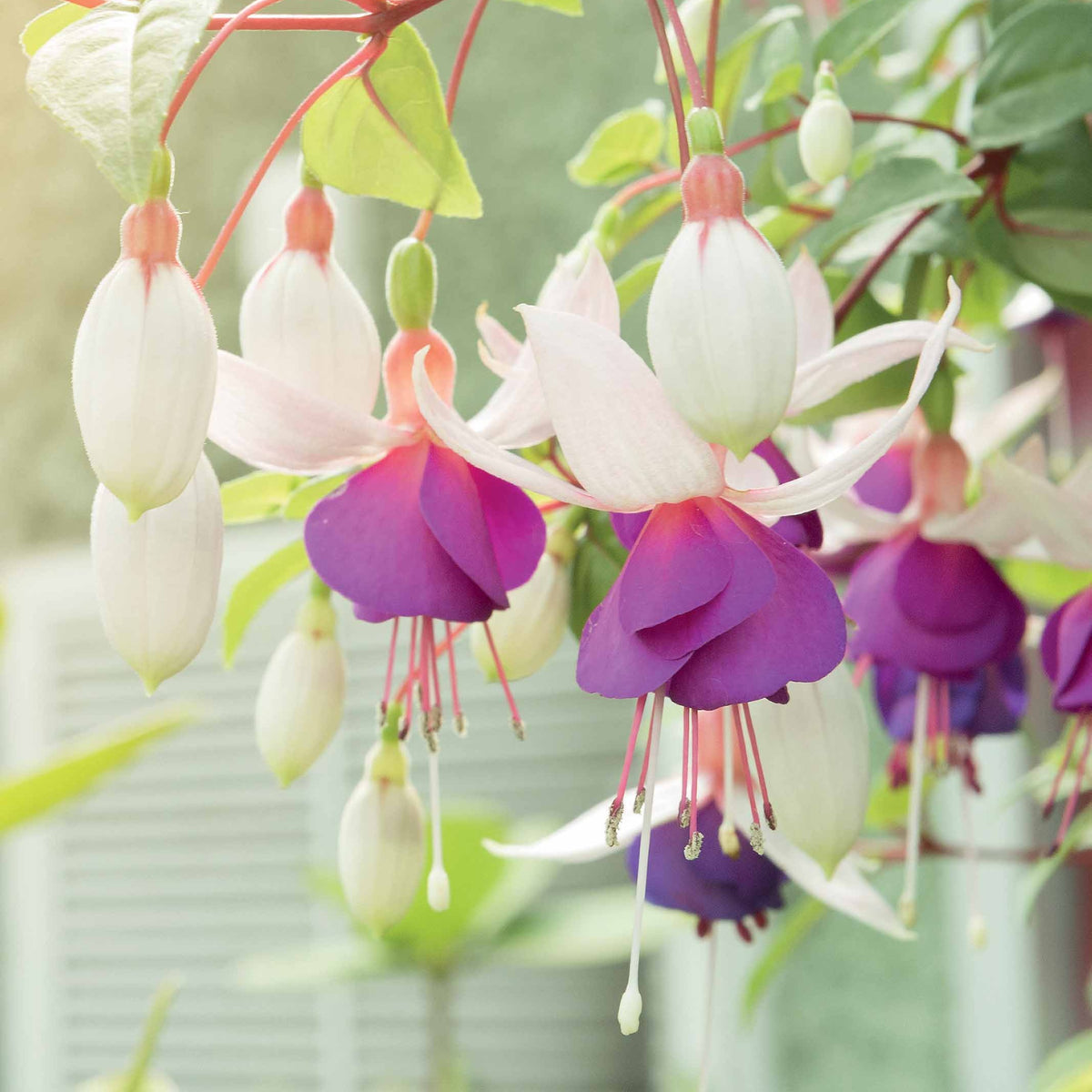 Fuchsia Mix 'Blue Sarah' + 'Annabel' - winterhard (x6) - Bakker