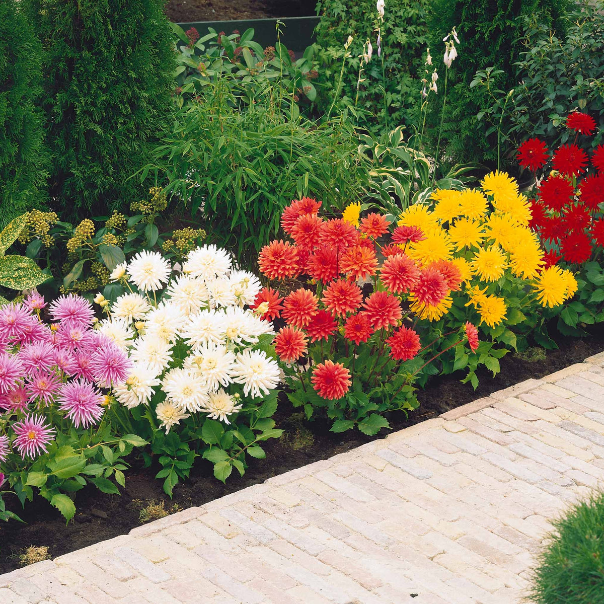 Dahlia Mix 'Compact' (x5) - Dahlia Park Princess, White Happiness, Vrouwe Jacoba - Bakker