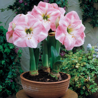 Dwergamaryllis Mix