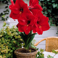 Dwergamaryllis Mix