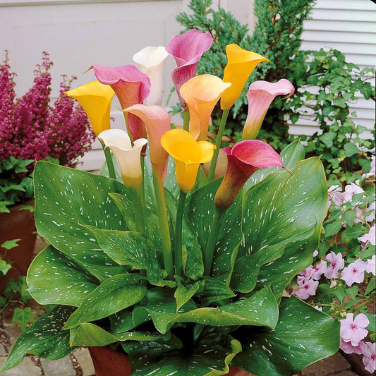 Calla Mix - wit + roze + geel (x3) - Zantedeschia - Bloembollen