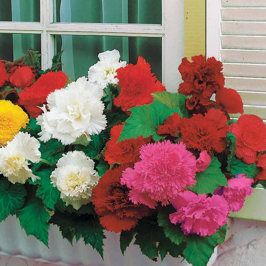 Gefranjerde begonia Mix oranje/geel/rood/roze (x25) - Bakker