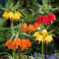 Collectie Keizerskronen (x3) - Fritillaria imperialis - Bloembollen