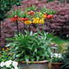 Collectie Keizerskronen (x3) - Fritillaria imperialis - Bloembollenpakketten