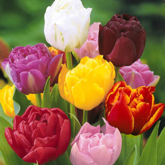 Pioentulpen gemengd - Tulipa - Bloembollen