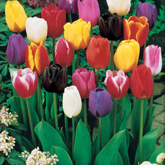 Triumph Tulpen gemengd - Tulipa - Bloembollen