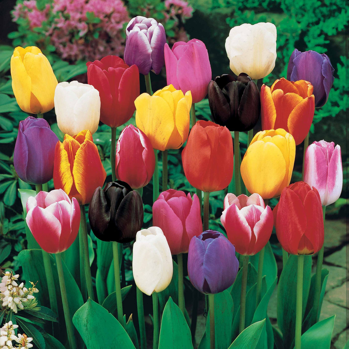 Triumph Tulpen gemengd - Tulipa - Bakker