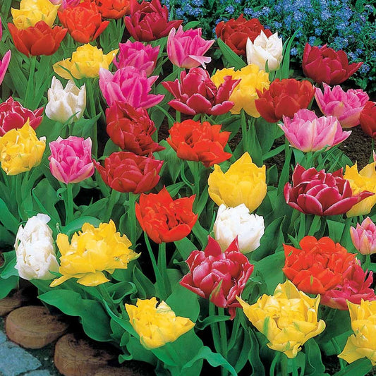 Dubbele Murillo Tulpen gemengd - Tulipa  murillo - Bloembollen