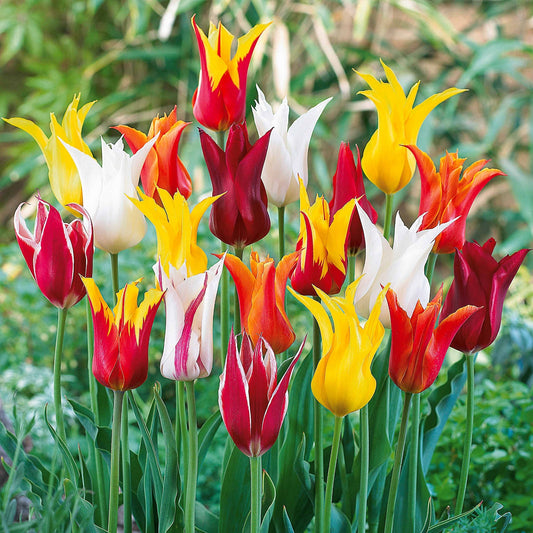 Leliebloemige Tulpen gemengd (x25) - Tulipa - Bloembollen