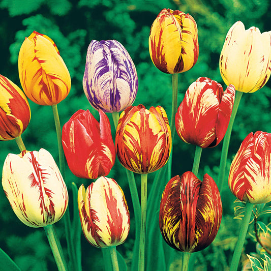 Gevlamde tulpen gemengd - Tulipa - Bloembollen