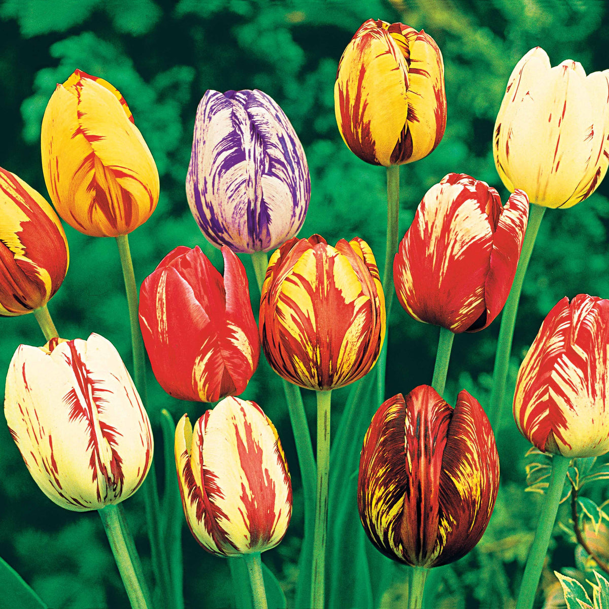 Gevlamde tulpen gemengd (x20) - Tulipa - Bakker