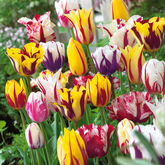 Gevlamde tulpen gemengd (x20) - Bakker