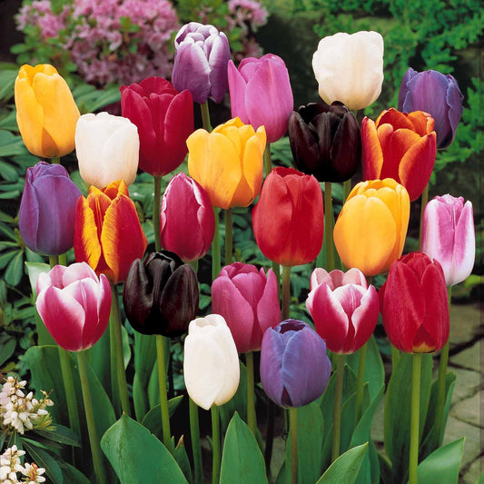 Tulpen Mix '3 maanden bloemen' - Tulipa - Bloembollen