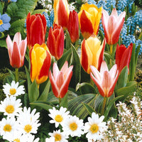 Greigii Tulpen gemengd (x20) - Tulipa kaufmanniana - Bloembollen