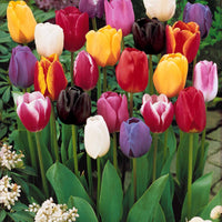 Enkele Late Tulpen gemengd (x20) - Tulipa - Bloembollen