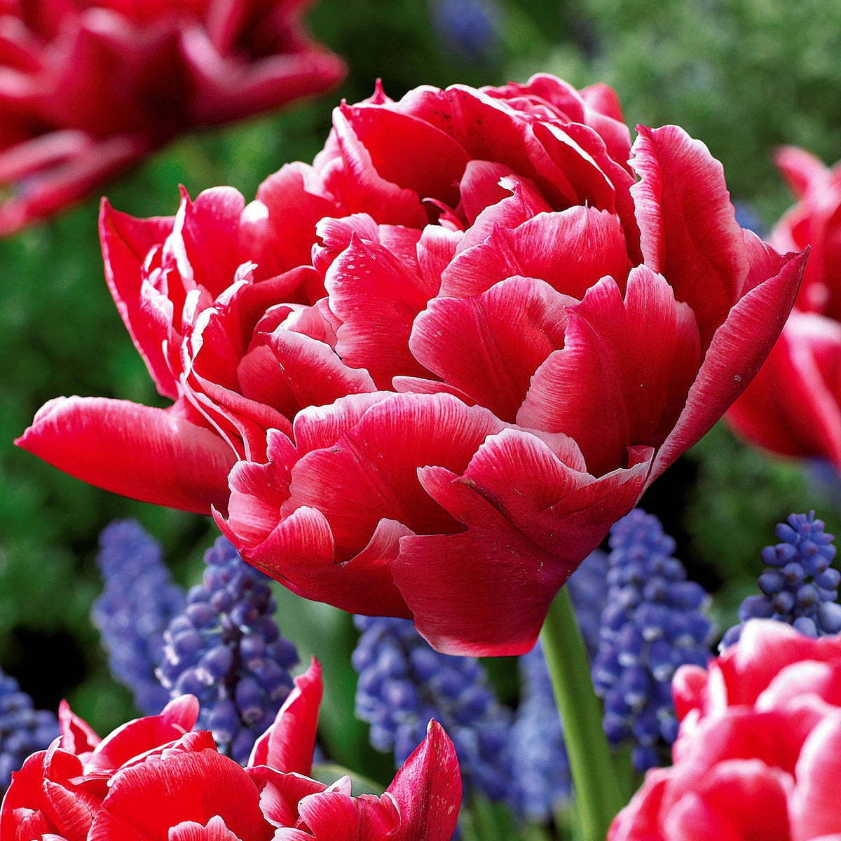 Dubbele Murillo Tulpen gemengd (x25) - Tulipa 'Columbus', 'Sunlover', 'Tabledance' - Bakker