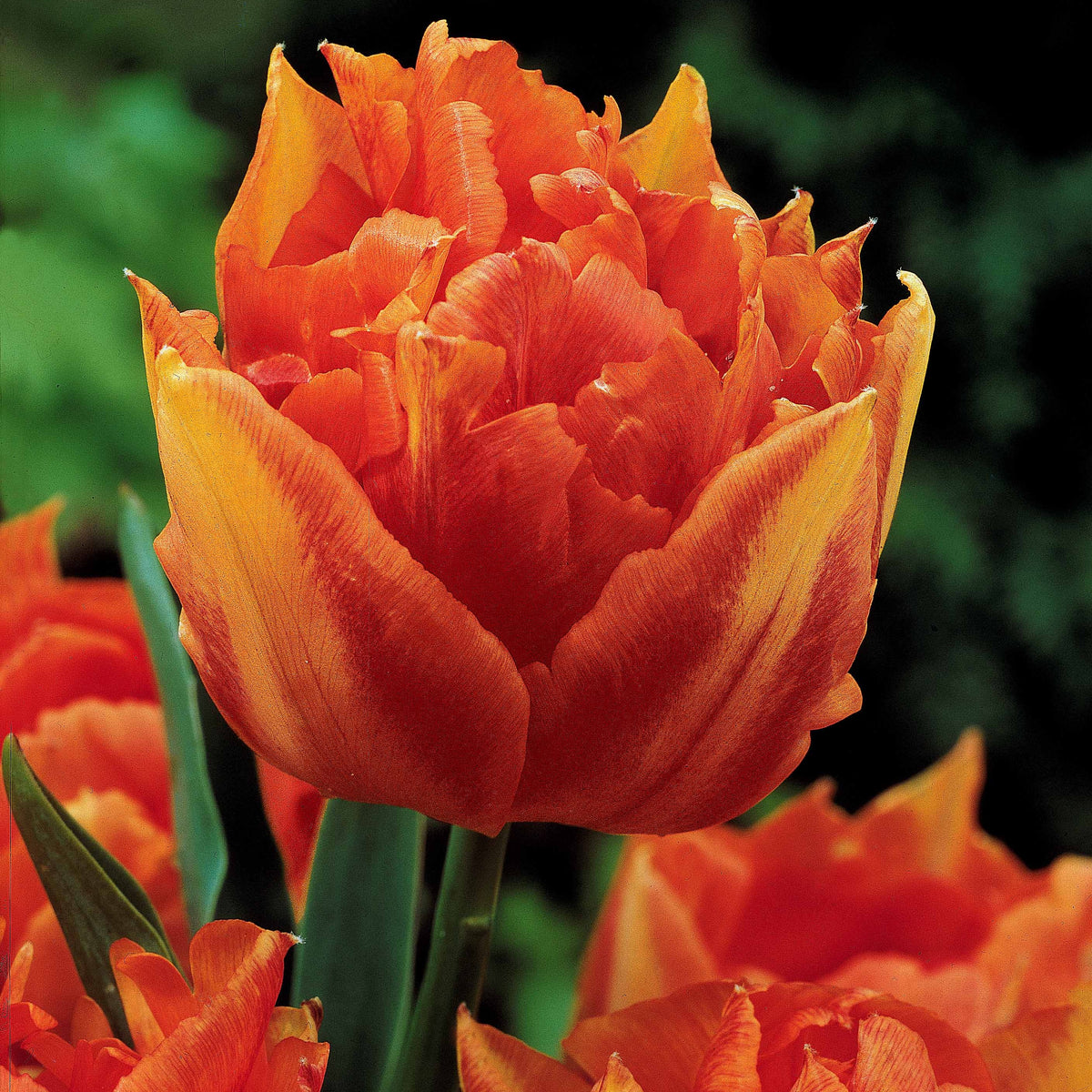 Tulipa 'Columbus', 'Sunlover', 'Tabledance' - Dubbele Murillo Tulpen gemengd (x25) - Tulpen