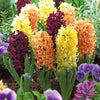 Hyacinthen Collectie: 'Gipsy Queen' + 'Woodstock' + 'City of Haarlem' (x9) - Hyacinthus orientalis 'gipsy queen', 'woodstock', - Bloembollen