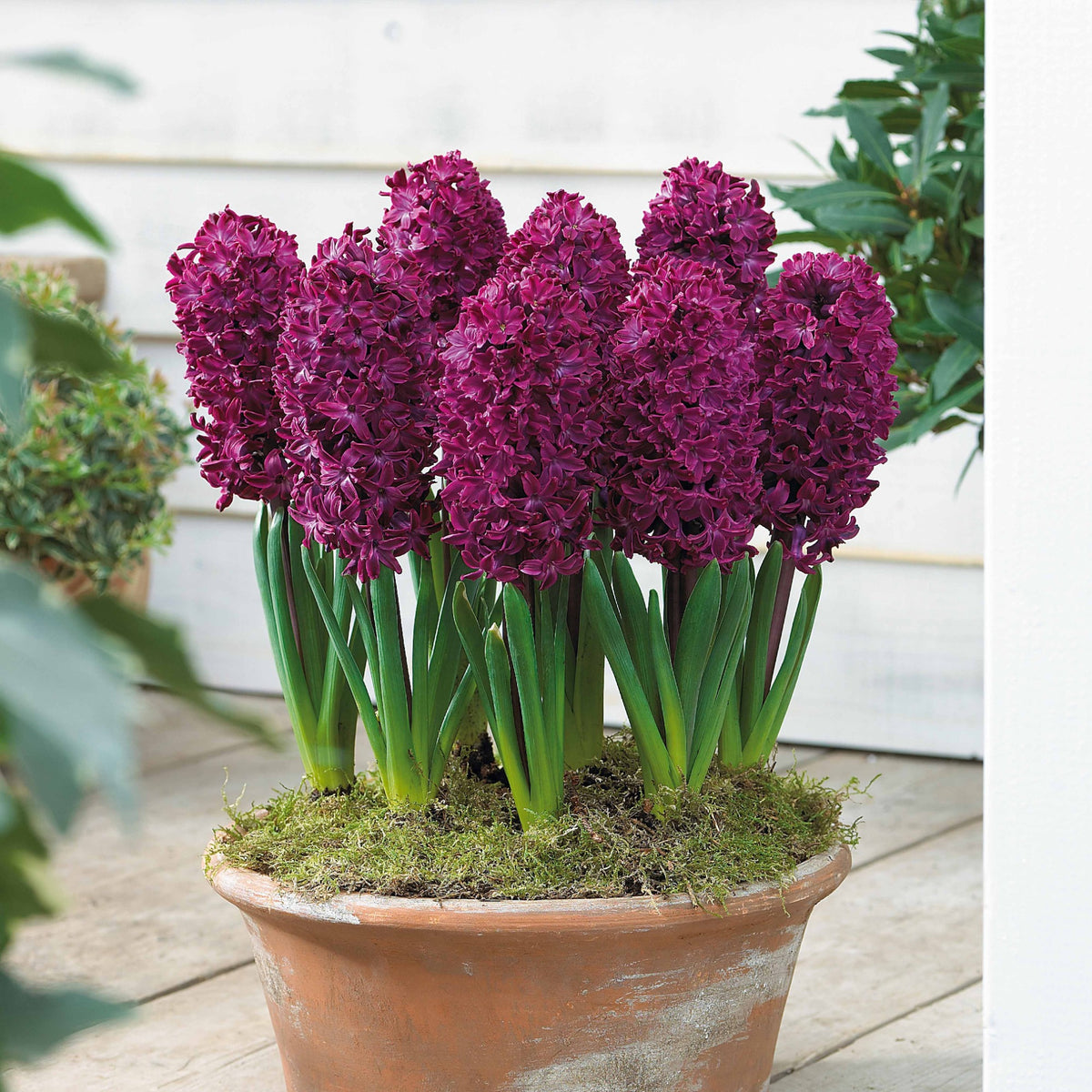Hyacinthus 'Woodstock', 'Gipsy Queen', 'City of Haarlem' - Hyacinthen Collectie: 'Gipsy Queen' + 'Woodstock' + 'City of Haarlem' (x9) - Hyacint
