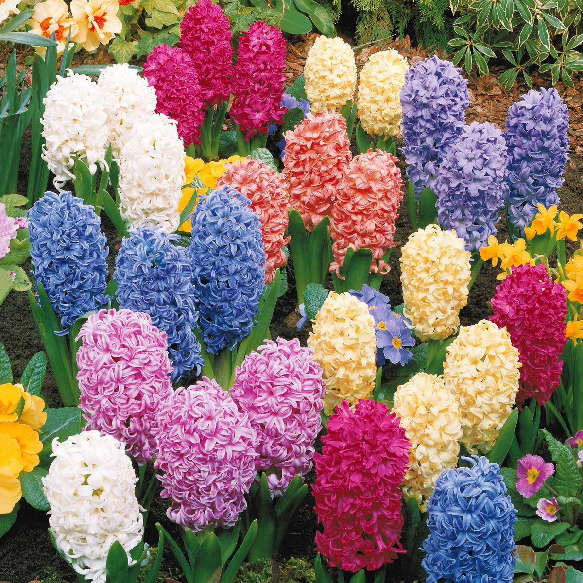 Hyacinthen gemengd - Hyacint - Bakker