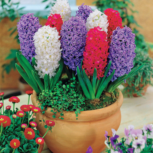 Hyacinthen Collectie: 'Ostara' + 'Jan Bos' + 'Carnegie' (x9) - Bakker