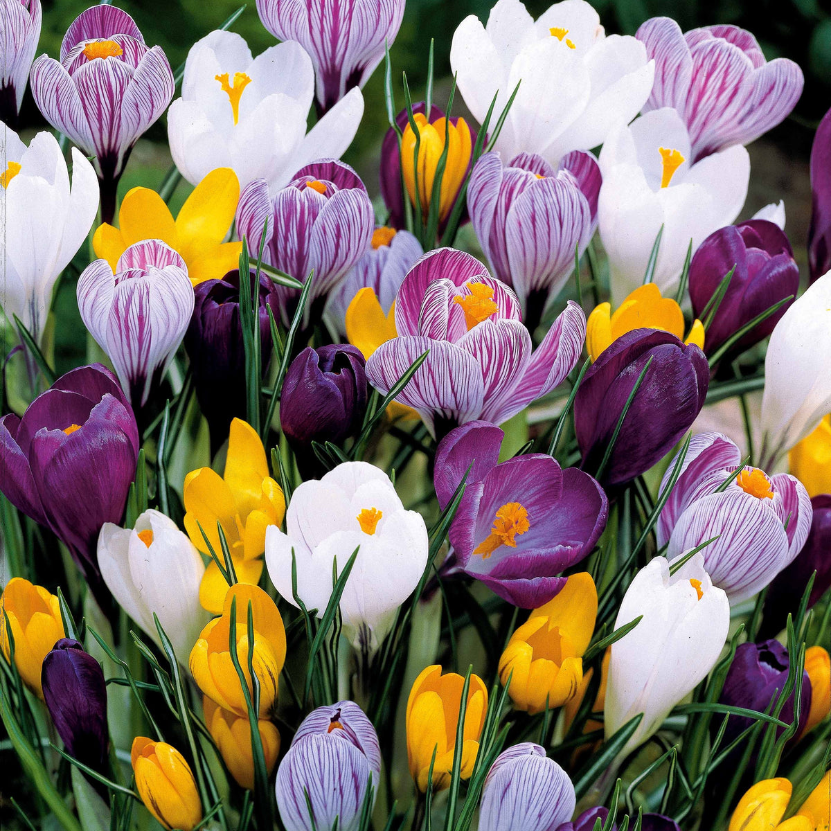 Krokus Grootbloemig gemengd - Crocus vernus - Bakker