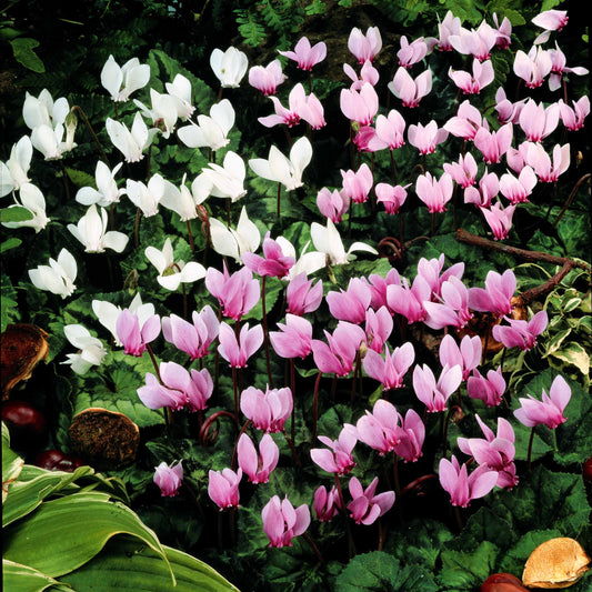 Cyclaam van Napels Mix (x5) - Cyclamen neapolitanum et neapolitanum albiflorum - Bloembollen