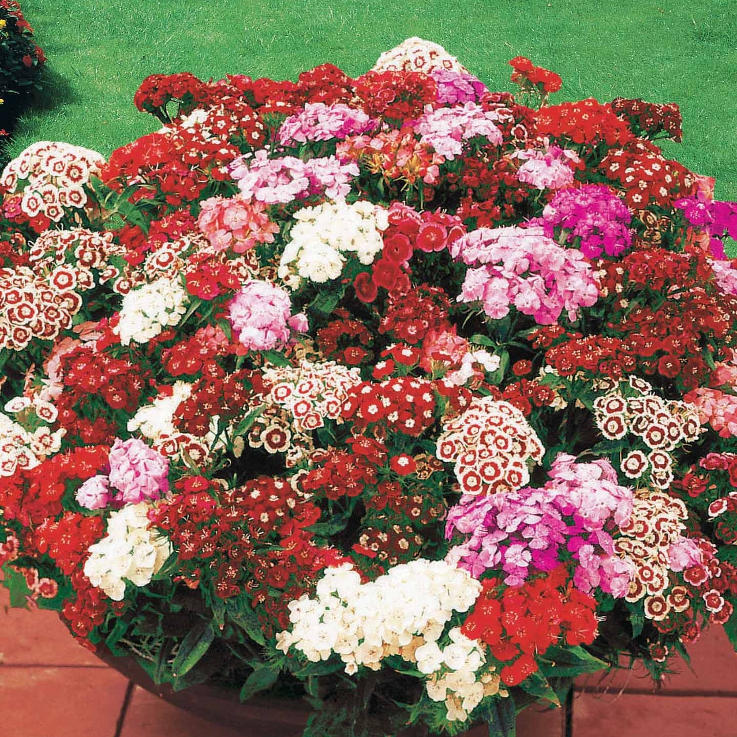 Duizenschoon (x3) - Dianthus barbatus - Perkplanten