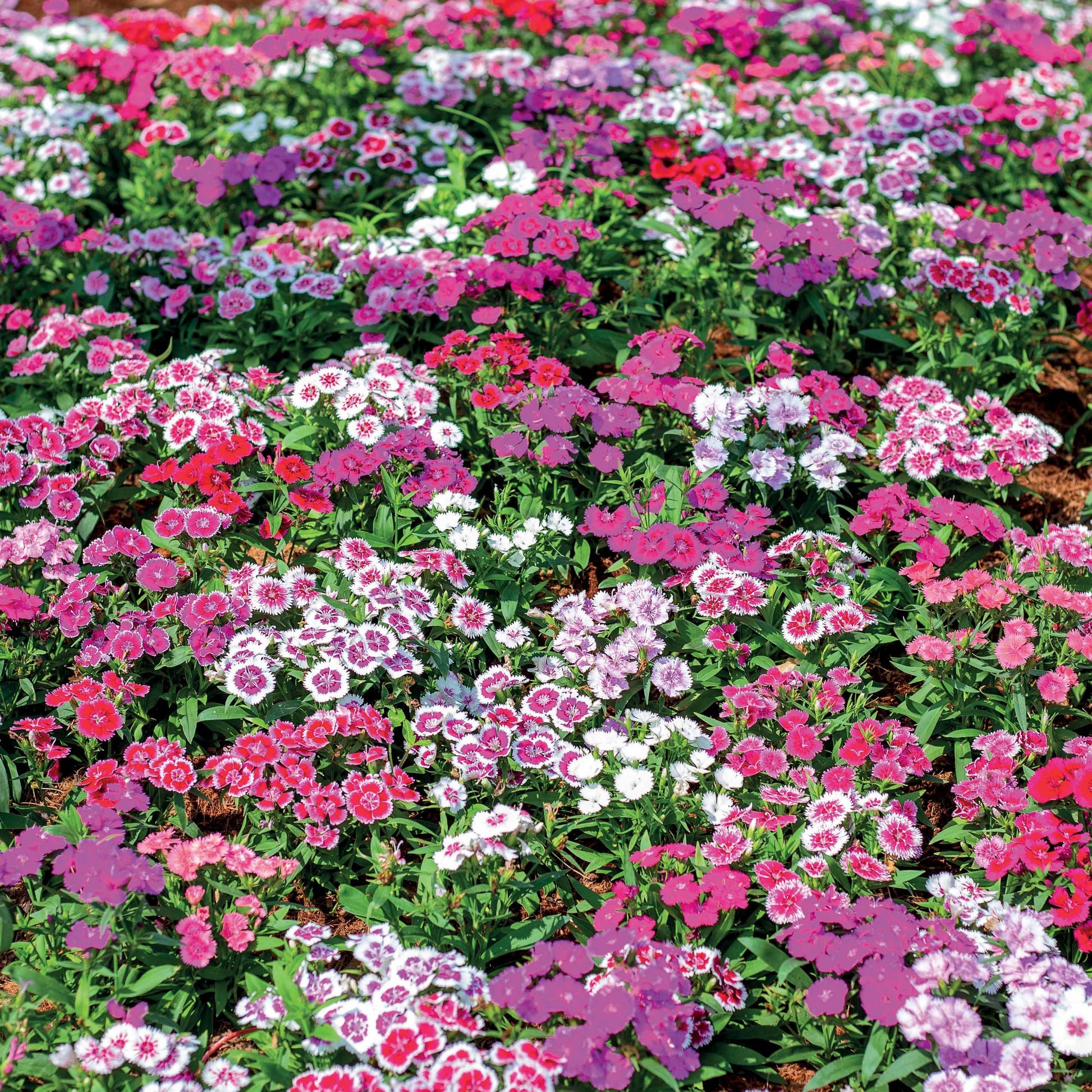 Duizenschoon (x3) - Dianthus barbatus