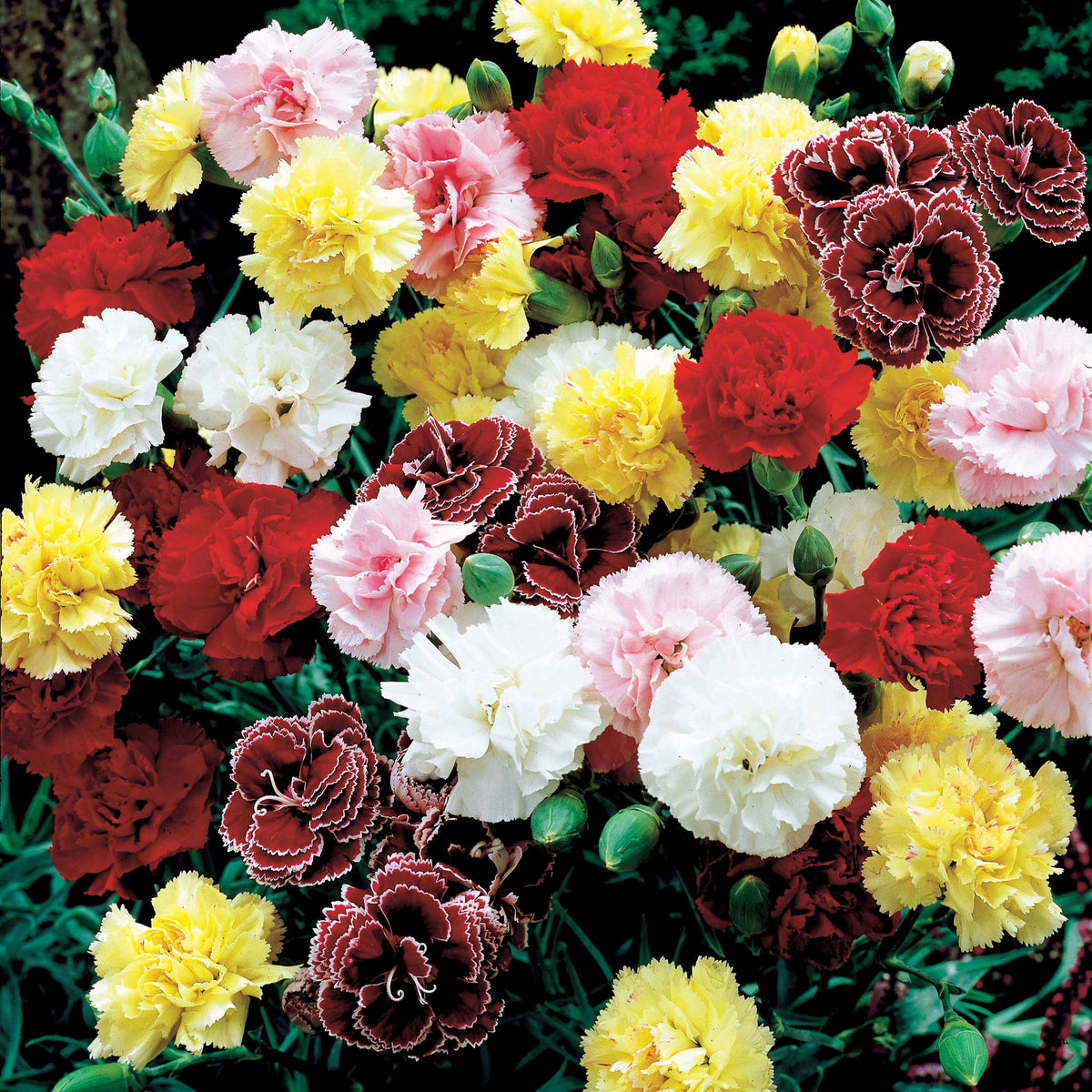 Verkoop Tuinanjer 'Triomphe' (x6) - Dianthus caryophyllus triomphe