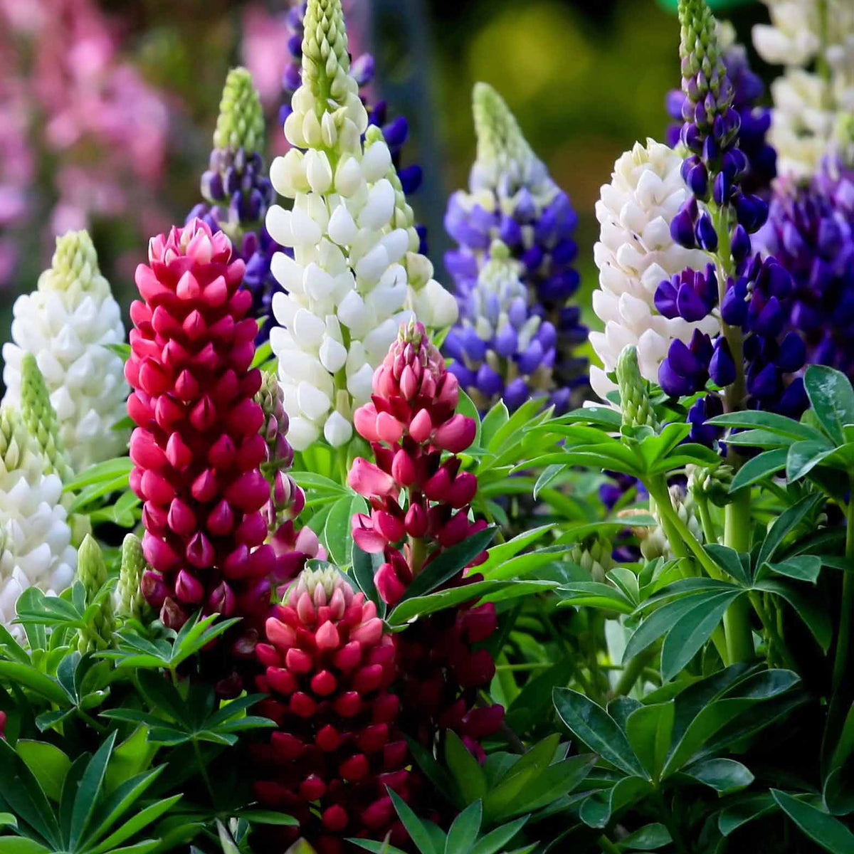 Lupine 'Hybrid Russell' (x5) - Lupinus hybrid russell - Bakker