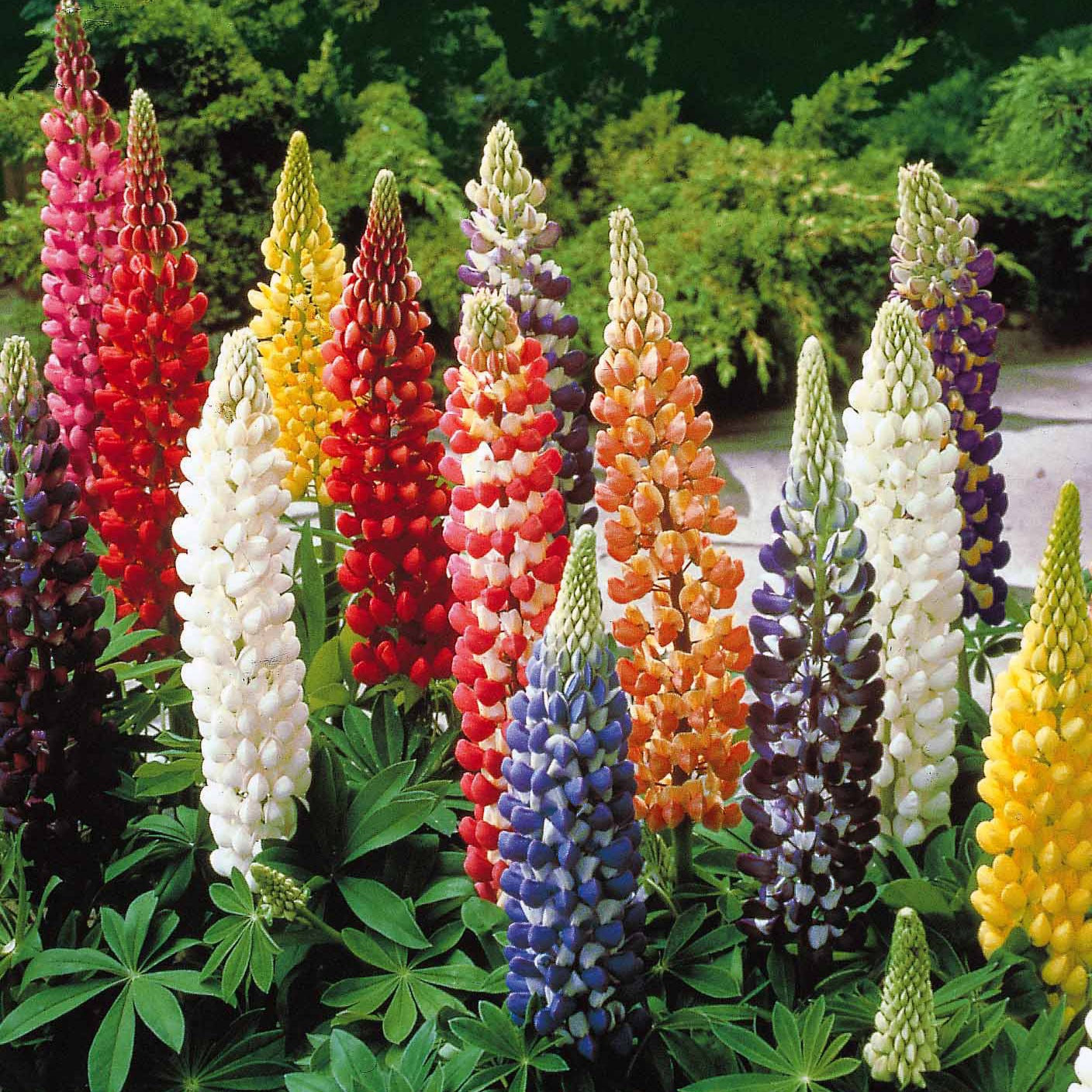 Lupine 'Hybrid Russell' (x5) - Lupinus hybrid russell