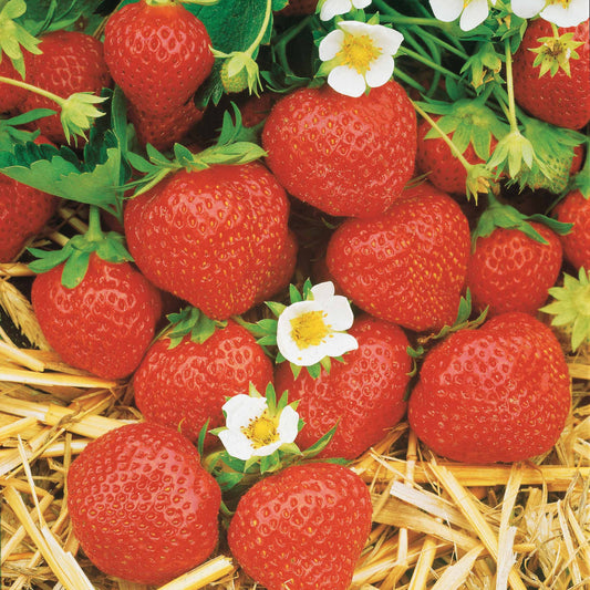 6 maanden collectie aardbeien: Mara des Bois, Maestro, Gariguette (x60) - Fragaria 'mara des bois', 'maestro', 'gariguette' - Fruit