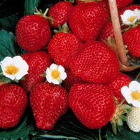 6 maanden collectie aardbeien: Mara des Bois, Maestro, Gariguette (x60) - Fragaria 'mara des bois', 'maestro', 'gariguette' - Kleine fruitbomen