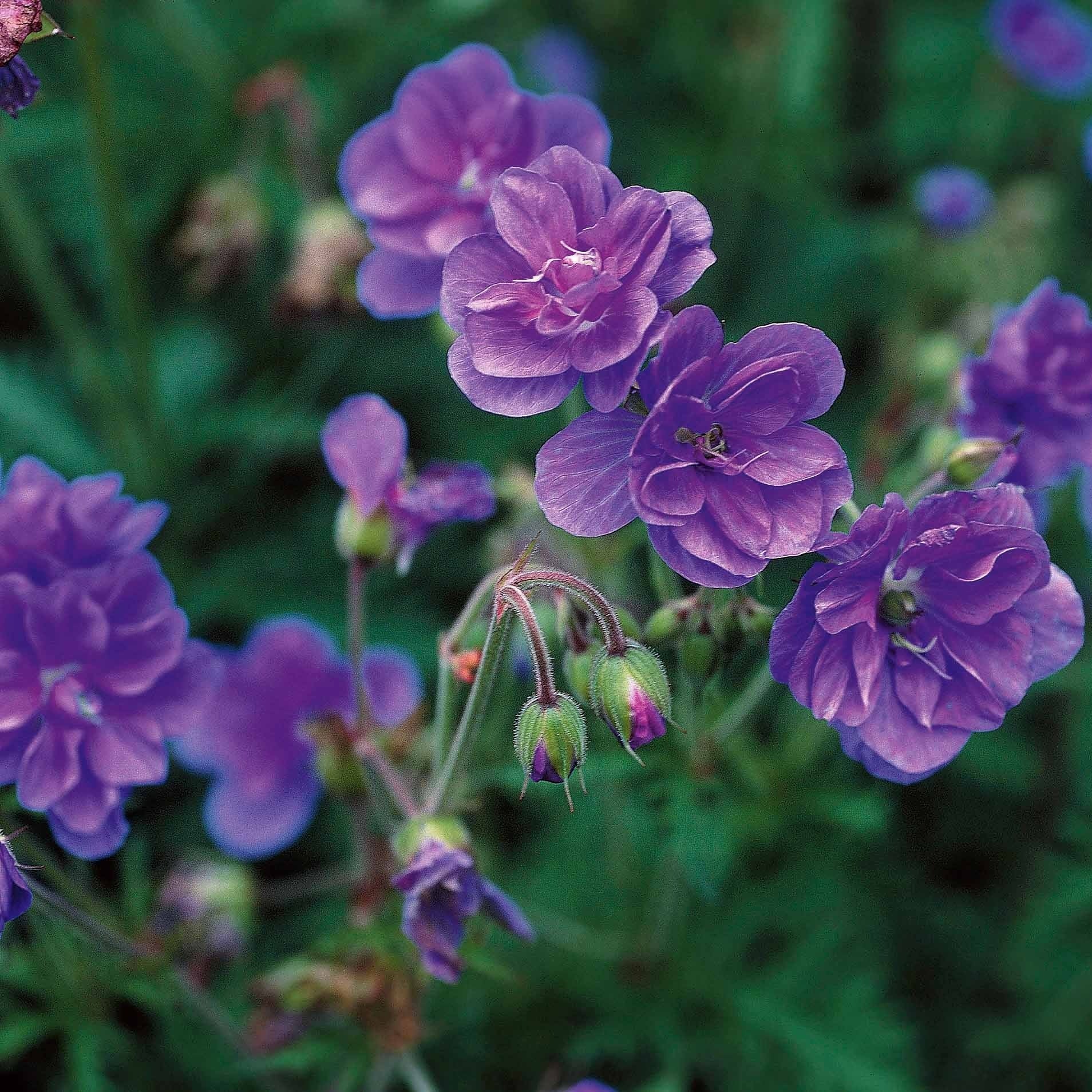 Geranium Mix - roze + blauw + wit (x3) - Geranium pratense double jewel, himalayense birch - Vaste planten