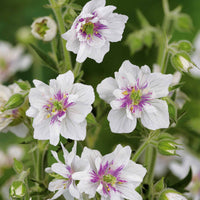 Geranium Mix - roze + blauw + wit (x3) - Geranium pratense double jewel, himalayense birch - Heesters en vaste planten