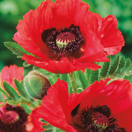 Oosterse klaproos (x3) - Papaver orientale watermelon - Tuinplanten