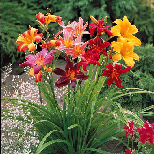 Daglelie Mix (x5) - Bakker