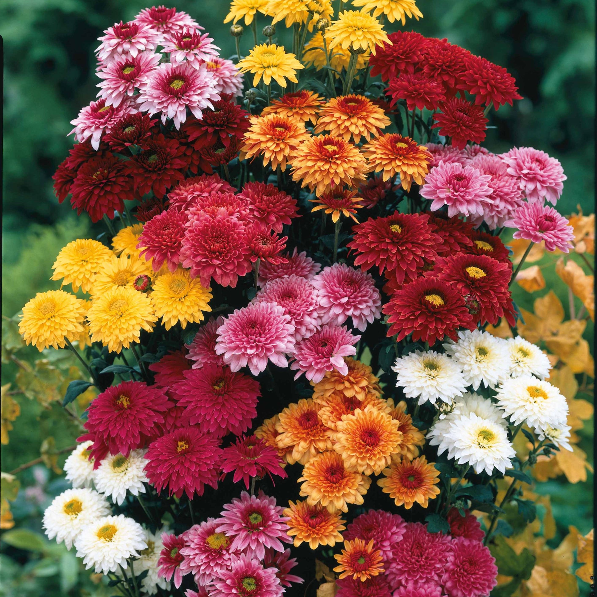 Chrysant Mix (x3) - Dendranthema indicum - Tuinplanten