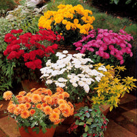 Chrysant Mix (x3) - Dendranthema indicum - Vaste planten