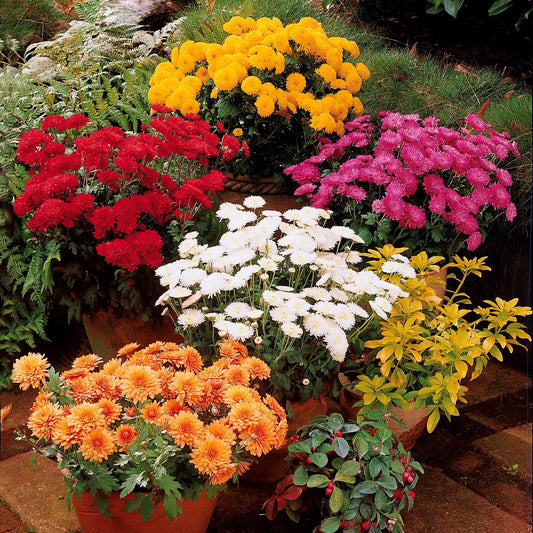 Chrysant Mix (x3) - Bakker