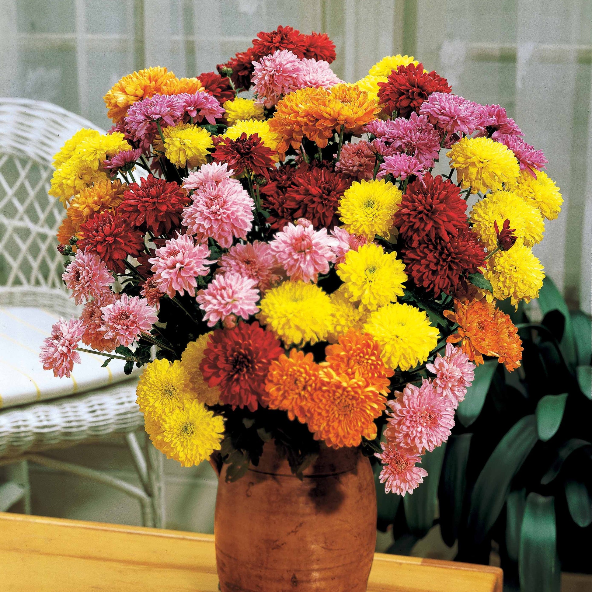 Chrysant Mix (x3) - Dendranthema indicum - Heesters en vaste planten