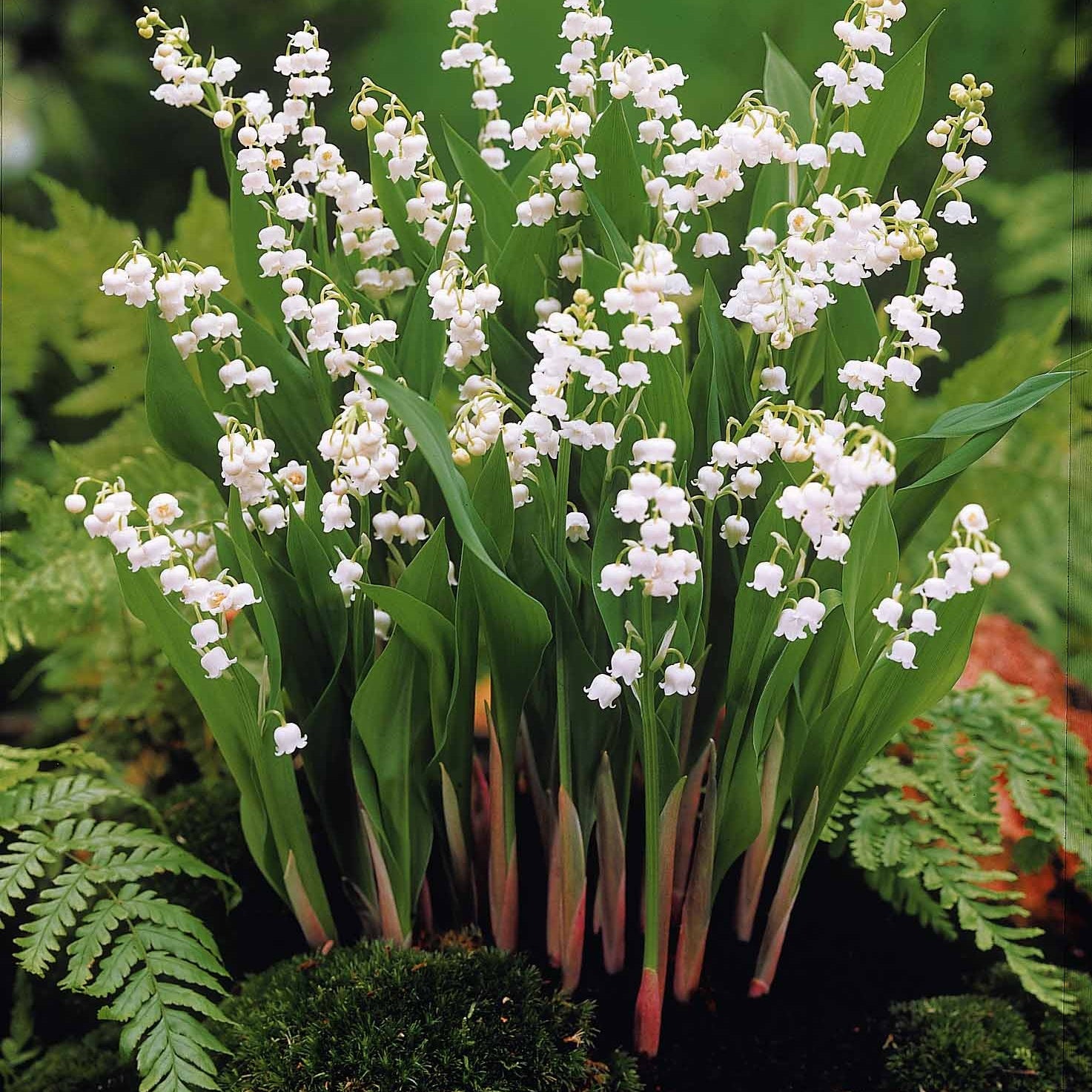 Lelietjes-van-Dalen Mix (x9) - Convallaria majalis