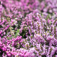 Winterheide - rood + wit + roze (x6) - Erica darleyensis - Heesters en vaste planten