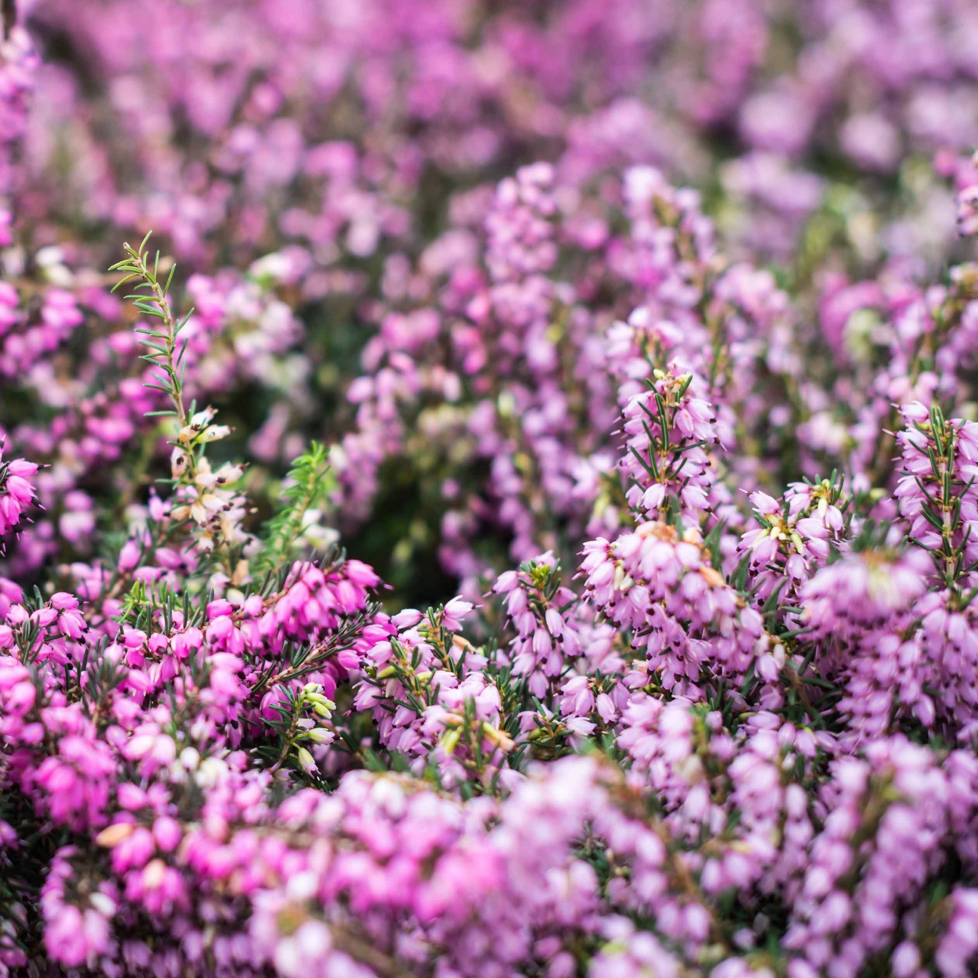 Winterheide - rood + wit + roze (x6) - Erica darleyensis - Bakker