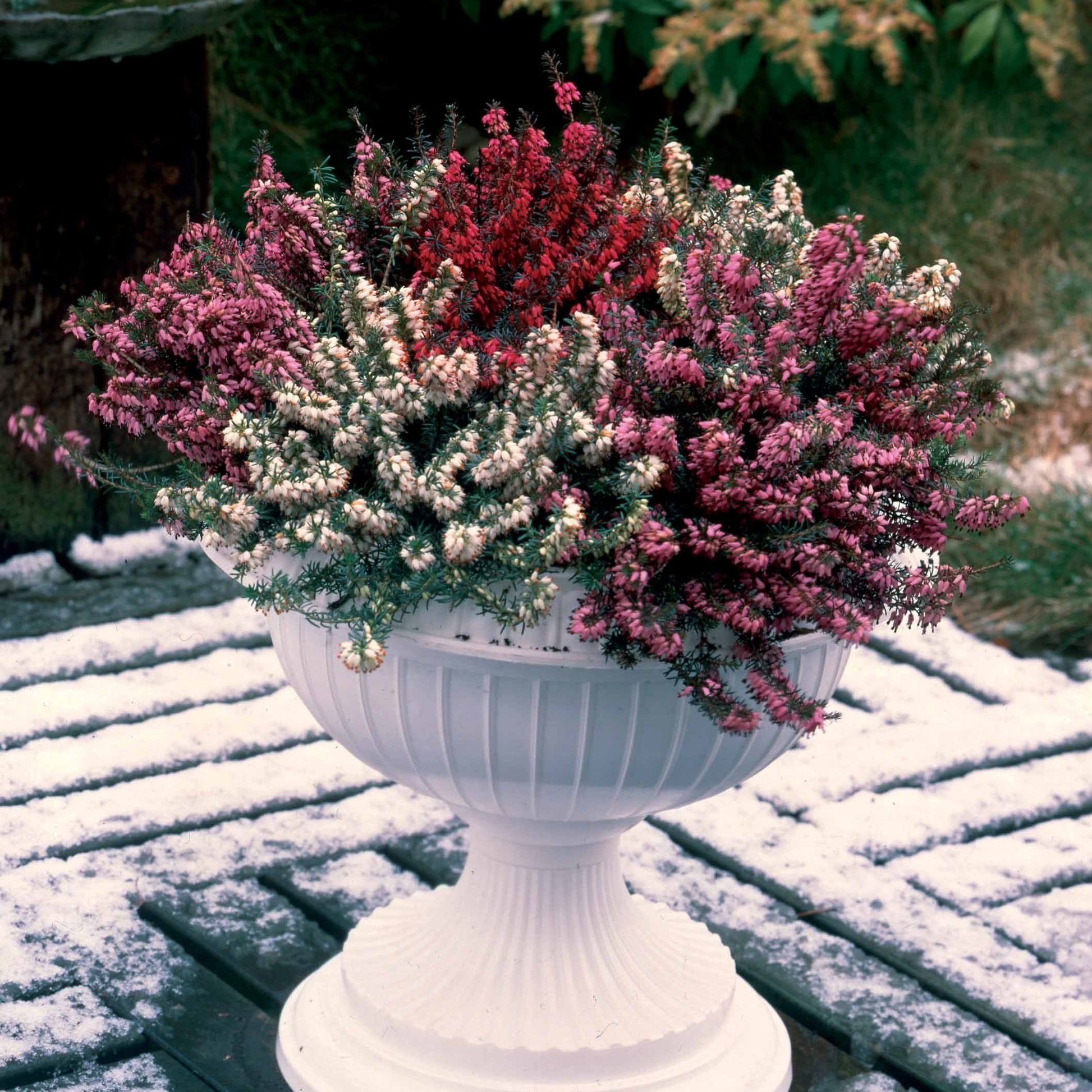 Winterheide - rood + wit + roze - Erica darleyensis - Vaste planten